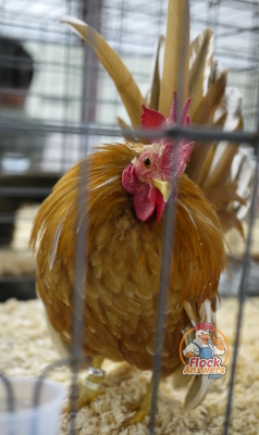 show-chickens